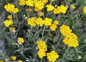 Achillea 'Coronation Gold'