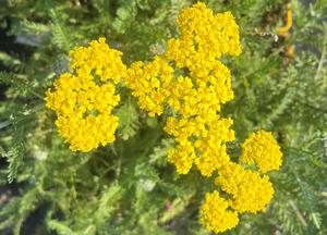 Achillea 'Little Moonshine'(R)