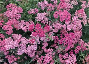 Achillea millefolium 'Apricot Delight'