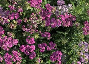 Achillea millefolium 'Apfelbl�te'