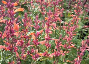 Agastache 'Mango Tango'(R)