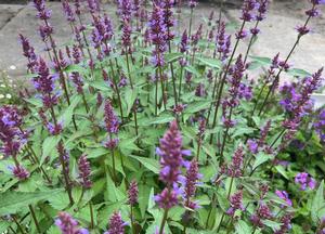 Agastache 'Purple Haze'