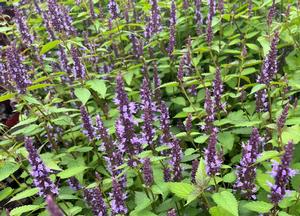 Agastache rugosa 'Little Adder'(R)