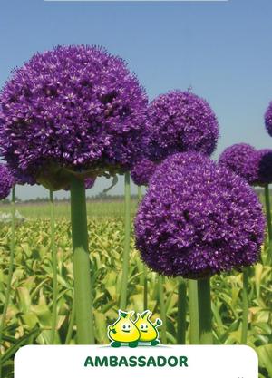 Allium  'Ambassador'