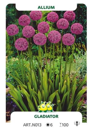 Allium 'Gladiator'