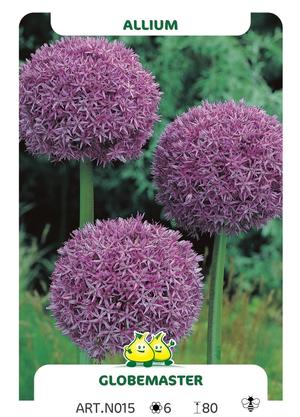 Allium 'Globemaster'