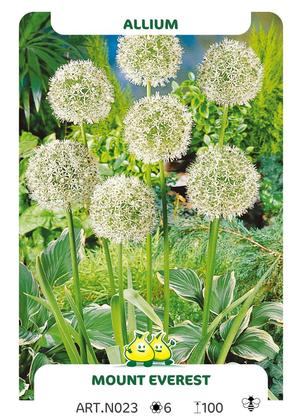 Allium 'Mount Everest'