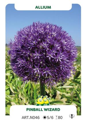 Allium  'Pinball Wizard'