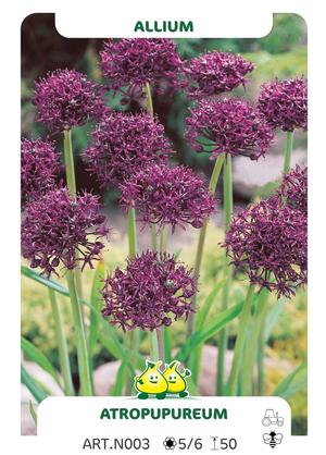 Allium atropurpureum