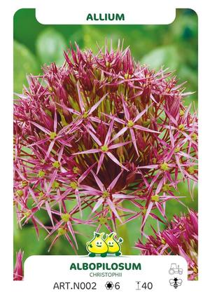 Allium christophii