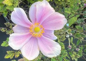 Anemone hybrida 'Loreley'