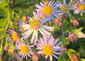 Aster ageratoides 'Asran'