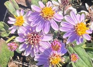 Aster ageratoides 'Harry Smith'