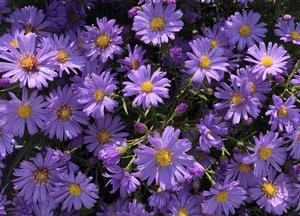 Aster dumosus 'Lady in Blue'