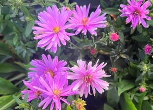 Aster dumosus 'Rosenwichtel'