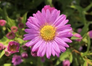 Aster novi-belgii 'Sarah Ballard'