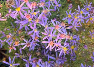 Aster sedifolius 'Nanus'