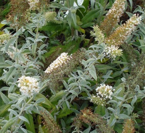 Buddleja 'White Ball'