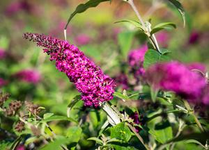 Buddleja davidii 'Miss Ruby' (r)