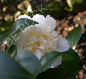 Camellia williamsii 'Jury's Yellow'