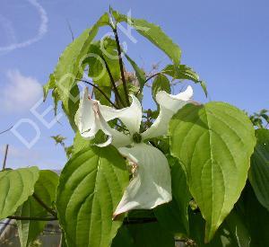 Cornus 'Galaxy'