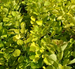 Cotinus coggygria 'Golden Spirit'