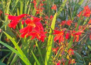 Crocosmia 'Carmine Brilliant'