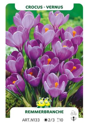 Crocus vernus BLAUW