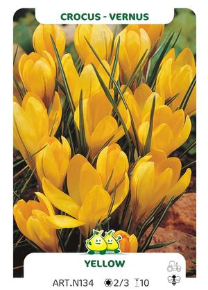 Crocus vernus GEEL