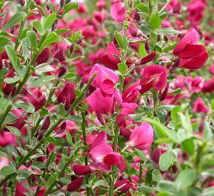 Cytisus 'Boskoop Ruby'