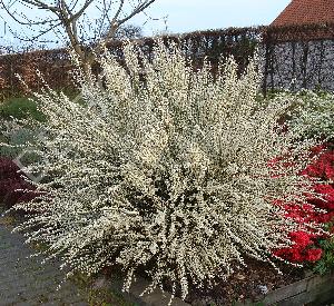 Cytisus praecox 'Albus'