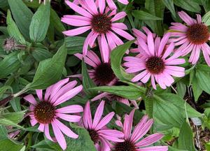 Echinacea purpurea 'Augustk�nigin'