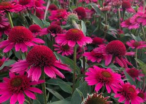 Echinacea purpurea 'Delicious Candy' (R)