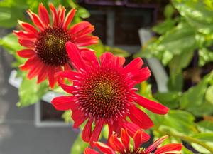 Echinacea purpurea 'Eccentric' (r)