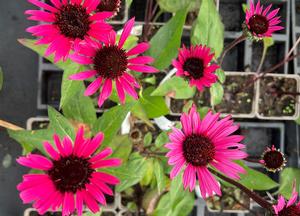 Echinacea purpurea 'Fatal Attraction' (r)