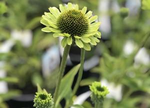 Echinacea purpurea 'Green Jewel' (r)