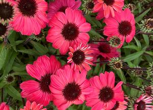 Echinacea purpurea 'Little Magnus' (r)