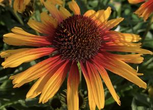 Echinacea purpurea 'Parrot'