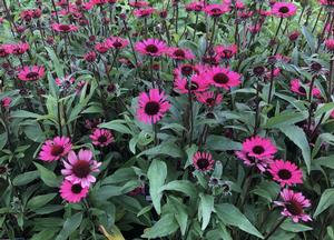 Echinacea purpurea 'Summer Cloud' (r)