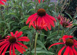 Echinacea purpurea 'Tomato Soup' (r)