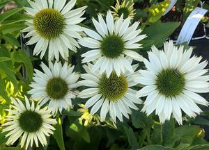 Echinacea purpurea 'Virgin' (r)