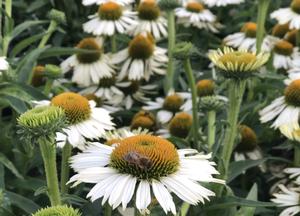 Echinacea purpurea 'White Meditation'