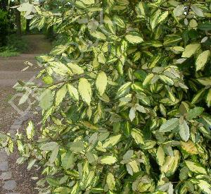 Elaeagnus pungens 'Maculata'