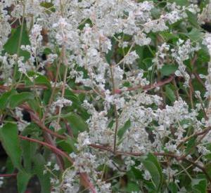 Fallopia aubertii