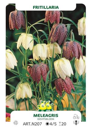 Fritillaria meleagris