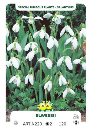 Galanthus elwessii