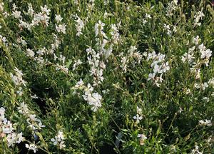 Gaura lindheimeri 'Geyser White'