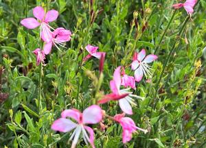 Gaura lindheimeri 'Rosy Jane'