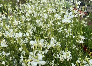 Gaura lindheimeri 'Snowbird'