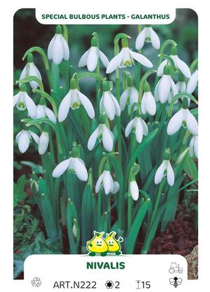 Galanthus nivalis